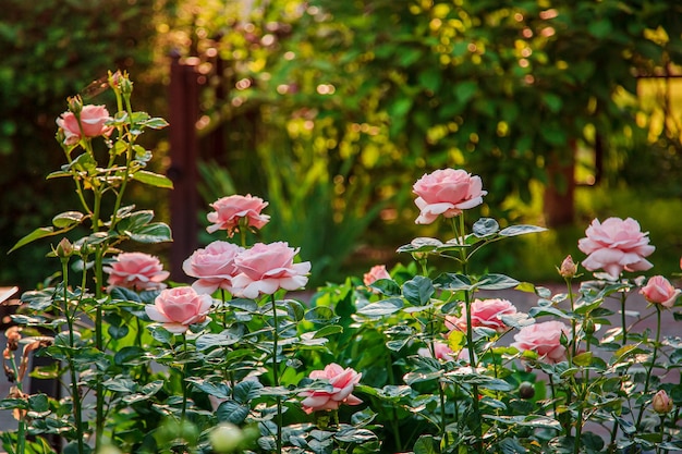 정원에 있는 아름다운 장미, 다양한 종류의 꽃을 재배하고 있습니다. 취미로 정원 가꾸기. 아름 다운 꽃 닫습니다.