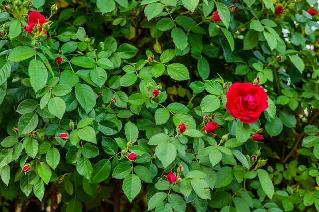 Photo beautiful roses in the garden growing different varieties of flowers gardening as a hobby