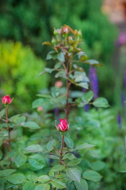 さまざまな種類の花を育てる庭の美しいバラ