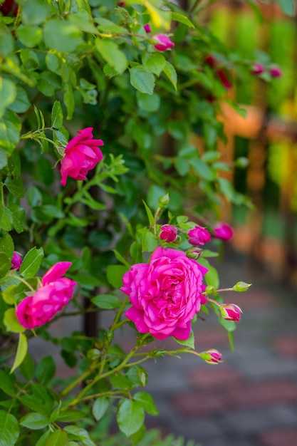 Beautiful roses in the garden growing different varieties of flowers