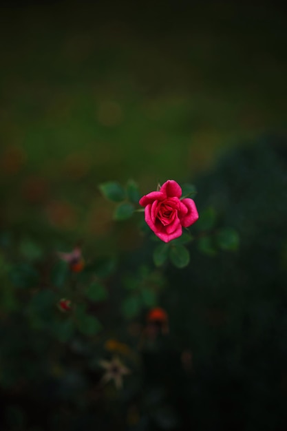 Belle rose in rose da giardino per san valentino