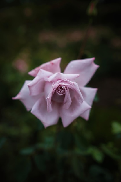 Beautiful roses in garden roses for Valentine Day