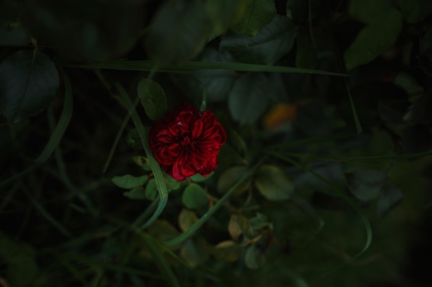 Beautiful roses in garden roses for Valentine Day