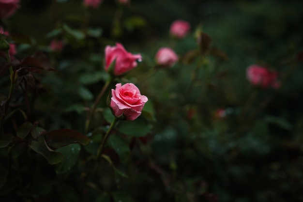 Belle rose in rose da giardino per san valentino