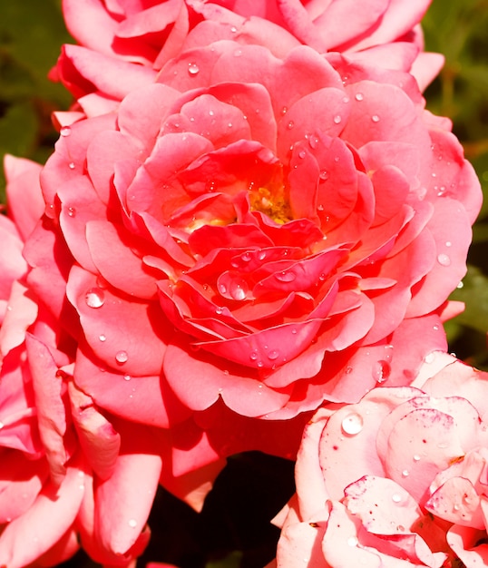 Beautiful roses in garden