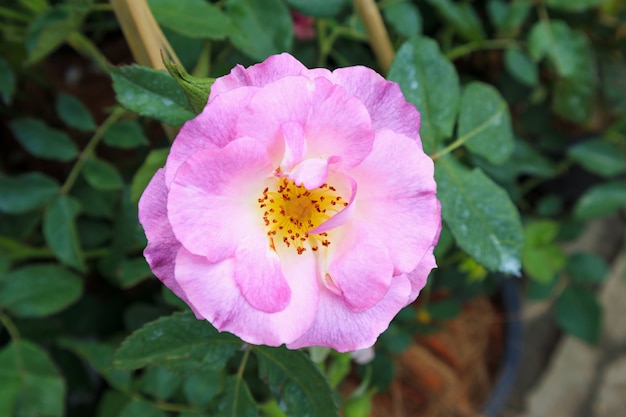 Beautiful roses in the garden