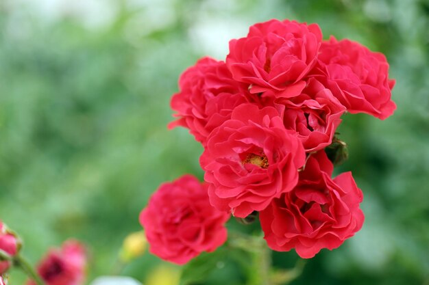 Beautiful roses in garden