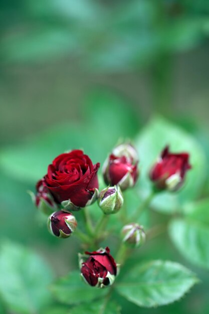 Красивые розы на зеленом кусте
