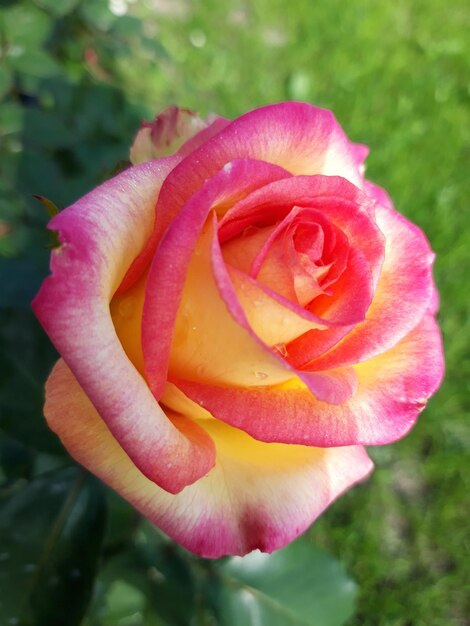 Beautiful roses growing in the garden