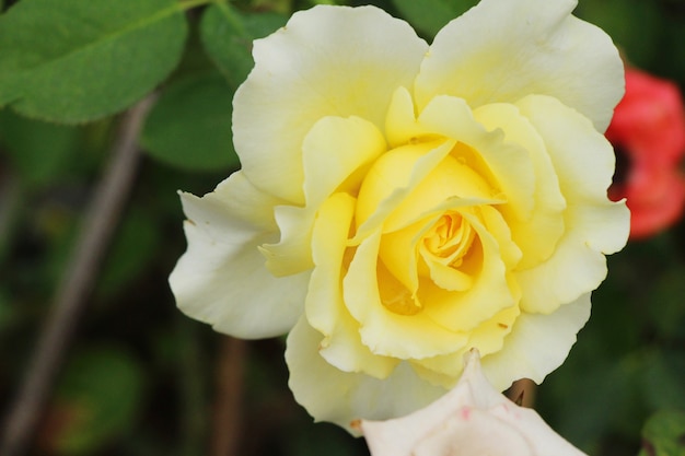 Beautiful roses is blooming in the garden