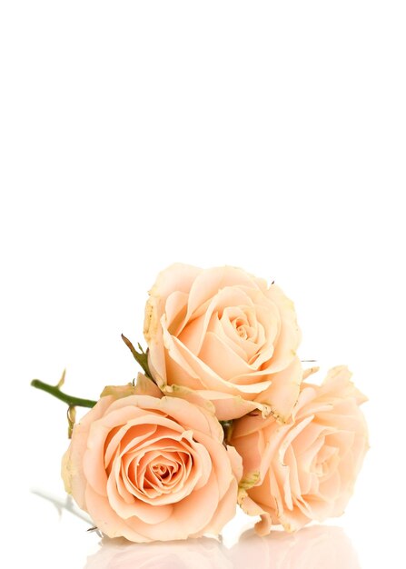 Beautiful roses isolated on white