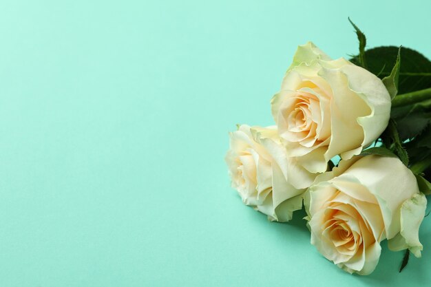 Beautiful roses on mint background