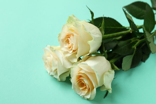 Beautiful roses on mint, close up