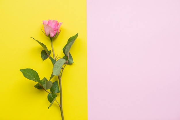 Belle rose su sfondi di carta multicolore con spazio di copia. primavera, estate, fiori, concetto di colore. consegna dei fiori