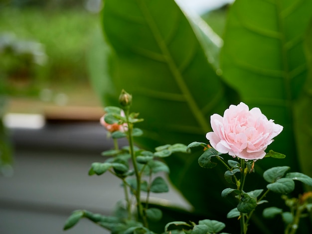 Beautiful roses in an outdoor garden