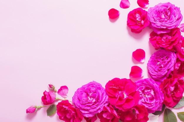 Beautiful roses on pink paper background