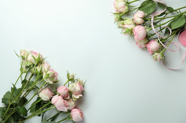 Beautiful roses and ribbon on white background