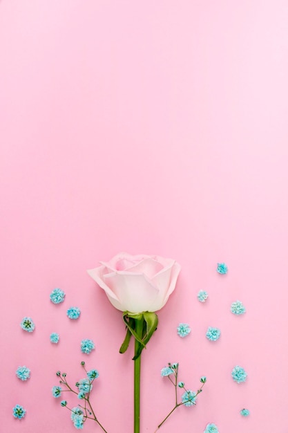 beautiful roses on the Romantic pink background