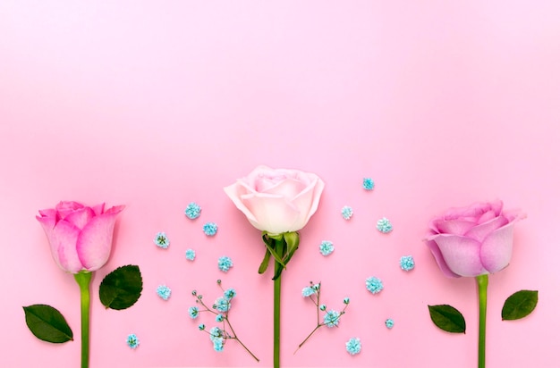 beautiful roses on the Romantic pink background