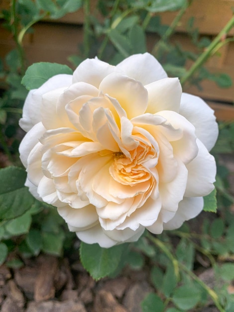 Belle rose nel giardino estivo studio photo