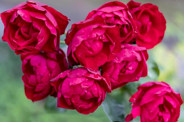 Photo beautiful roses in their natural habitat in full bloom flowers closeup on a blurry background