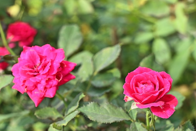 Beautiful roses in tropical