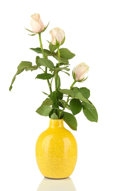 Beautiful roses in vase, isolated on white