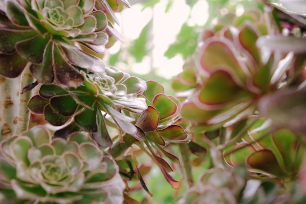 아름다운 로제트 에오니움 클로즈업  뷰 초록색 수풀 식물 웃긴 잎이 있는 녹색 수풀 고품질 사진