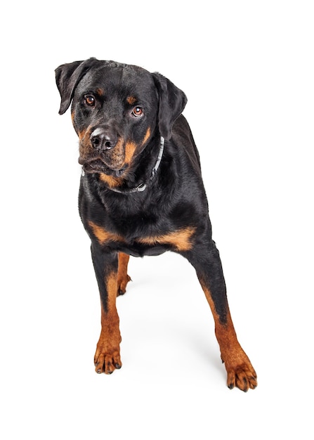 白で美しいロットワイラー犬