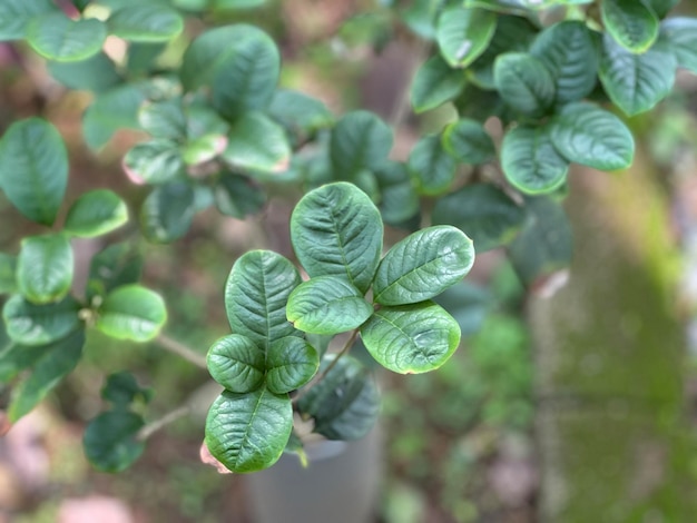 Beautiful round green leaves with blurred background