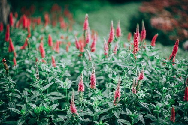 Beautiful royal candles veronica flower in the garden