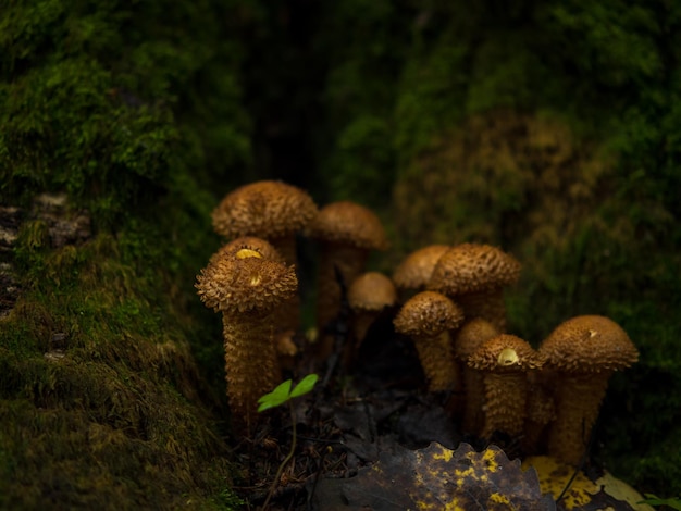 Beautiful royal mushrooms mushrooms on a stump closeup