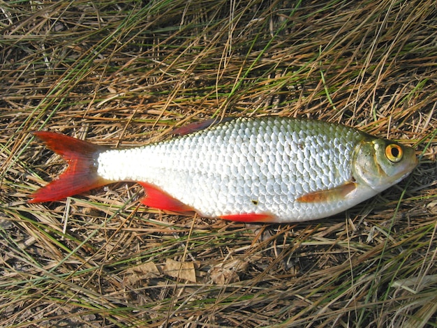 Beautiful rudd laying on a grass