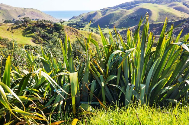 Beautiful rural  landscape of the New Zealand - green hills and trees