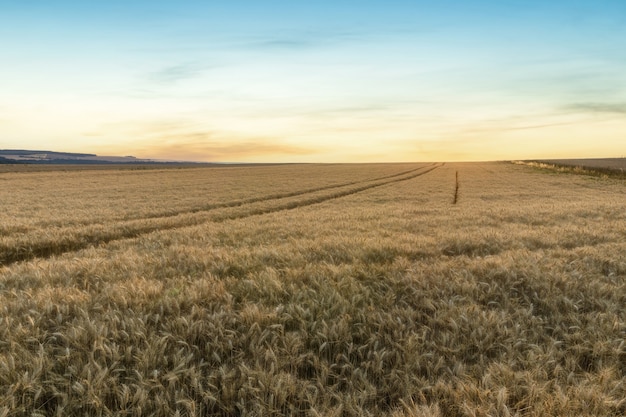 Beautiful rural scene of barley fields in sunset time, Reims, France