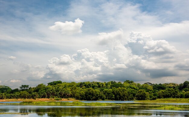 Beautiful rural scene with forest and pond on blue sky background