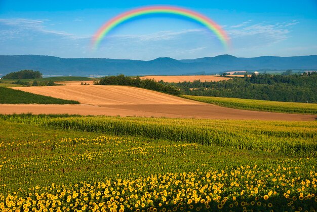 Beautiful rural scenery in biei hill town