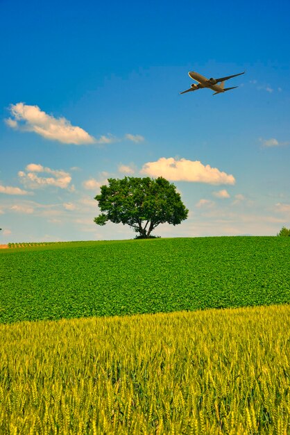 A beautiful rural scenery of biei town with one tree