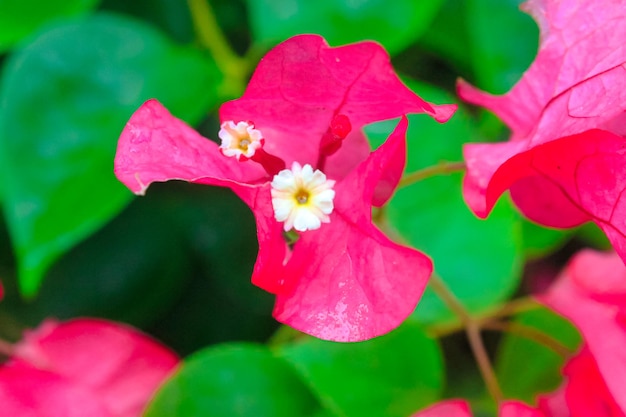 Beautiful Russet pink bougainvillea bracts outdoors