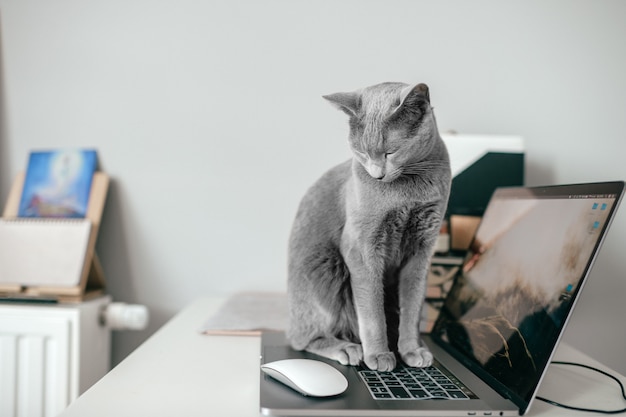 Beautiful russian blue cat sitting on laptop at home.