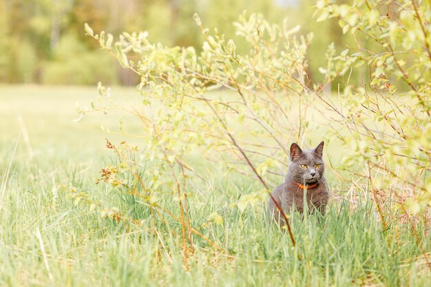 写真 美しいロシアの青い猫は春の晴れた日に緑の草原を歩いています慎重な猫は自然の中で狩り選択的な焦点を当てています