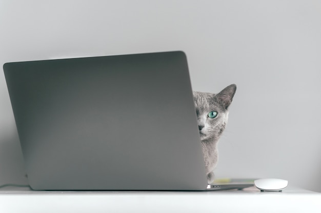 ノートブックのキーボードの上に横たわると灰色の背景上の家のインテリアでリラックスできる面白い感情的な銃口を持つ美しいロシアの青猫。ノートパソコンで休んで青い目を持つ愛らしい灰色の子猫を繁殖