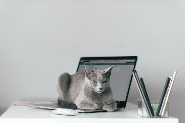 ノートブックのキーボードの上に横たわると灰色の背景上の家のインテリアでリラックスできる面白い感情的な銃口を持つ美しいロシアの青猫。ノートパソコンで休んで青い目を持つ愛らしい灰色の子猫を繁殖