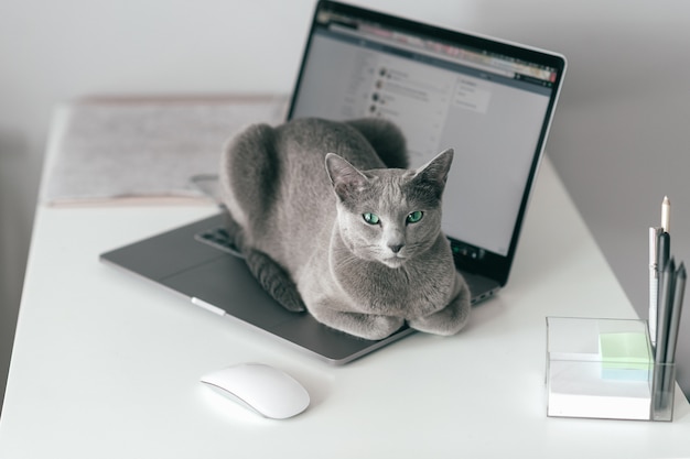 Beautiful russian blue cat with funny emotional muzzle lying on keayboard of notebook and relaxing in home interior on gray background. Breeding adorable gray kitten with blue eyes resting on laptop