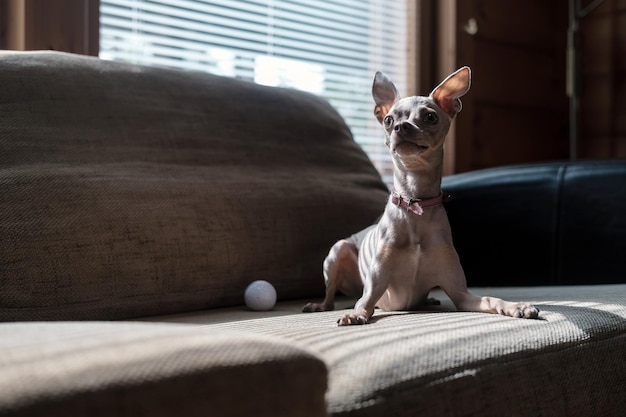 ピンクカラーの美しいロシアのおもちゃのテリア犬は、柔らかいソファでゴルフボールで遊ぶ