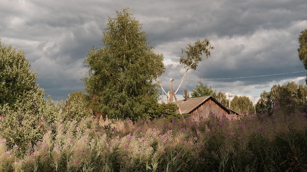 Beautiful rustic summer landscape Old wooden log houses Vologda region