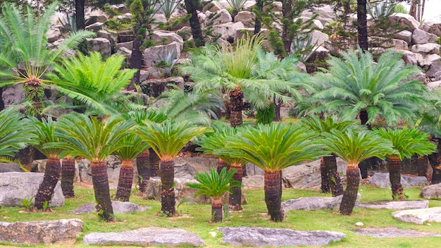 Красивая группа Sago Cycad или Cycas revoluta Thunb, растущая в каменном саду в общественном парке