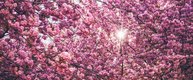 Bellissimi fiori di sakura durante la stagione primaverile nel parco trama del motivo floreale banner lungo