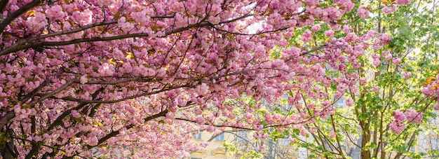 Beautiful Sakura blossoms during spring season in the park Flora pattern texture Nature floral background Long banner