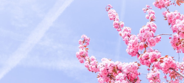 Красивые сакуры или вишневые деревья с розовыми цветами весной на фоне голубого неба